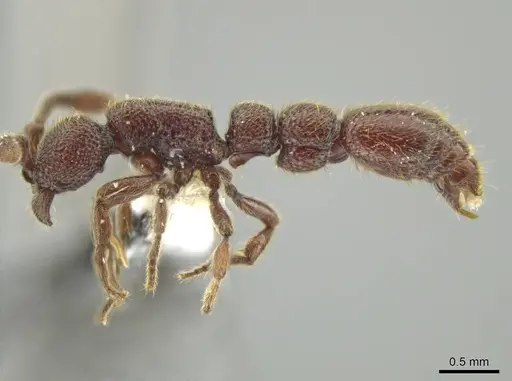 Syscia disjuncta - CASENT0644394