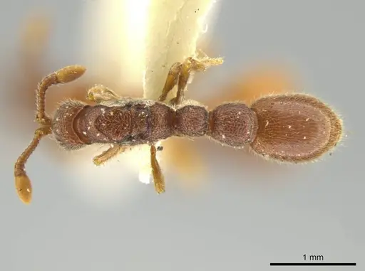 Syscia disjuncta - CASENT0644503