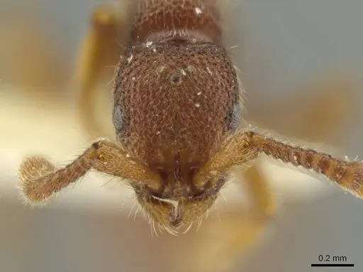 Syscia disjuncta - CASENT0644503