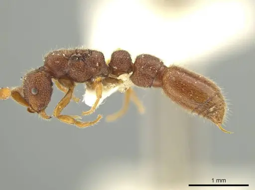 Syscia disjuncta - CASENT0644503