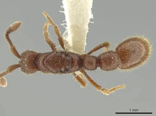 Syscia disjuncta - CASENT0644528