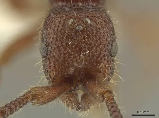 Syscia disjuncta - CASENT0644528