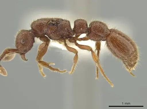 Syscia disjuncta - CASENT0644528