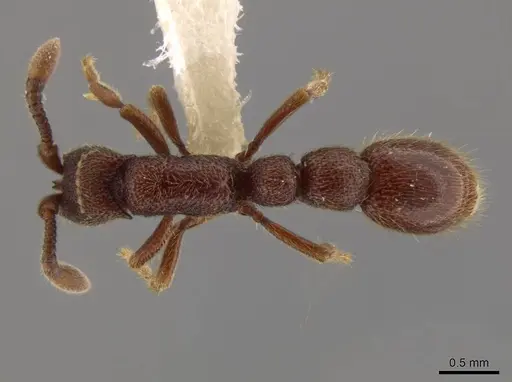 Syscia disjuncta - INBIOCRI001281325