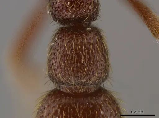 Syscia disjuncta - INBIOCRI001281325