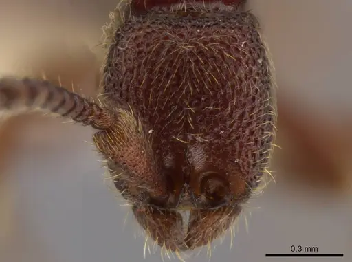 Syscia disjuncta - INBIOCRI001281325