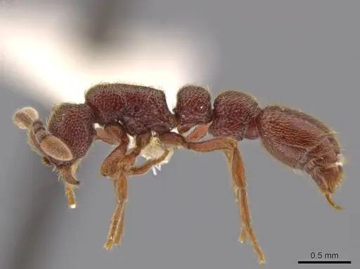 Syscia disjuncta - INBIOCRI001281325