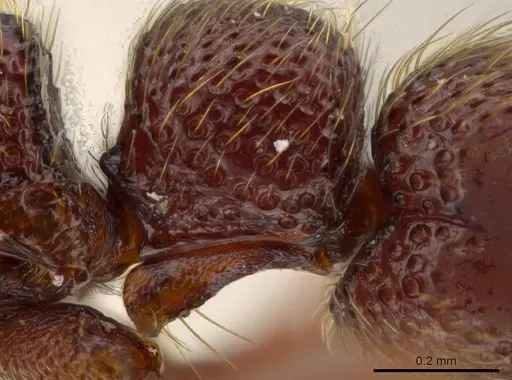 Syscia disjuncta - INBIOCRI001281325