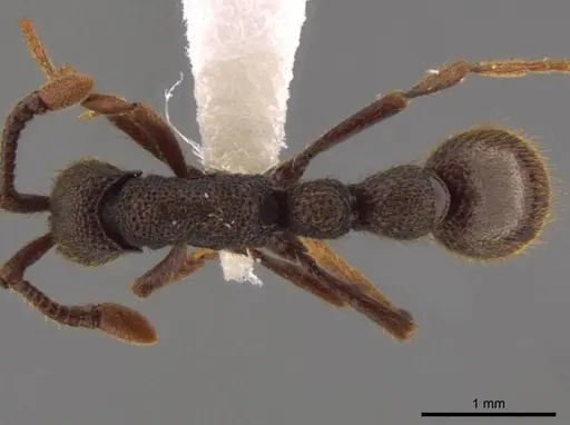 Syscia grandis specimen