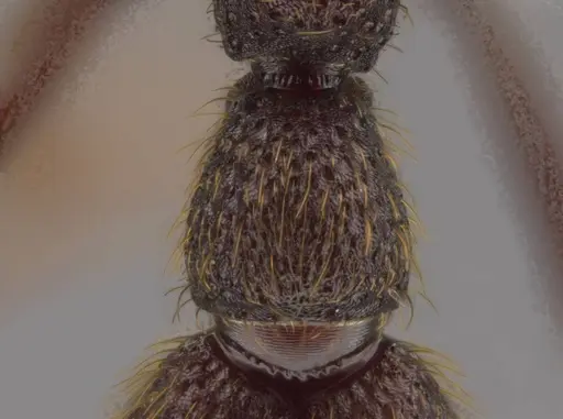 Syscia grandis specimen