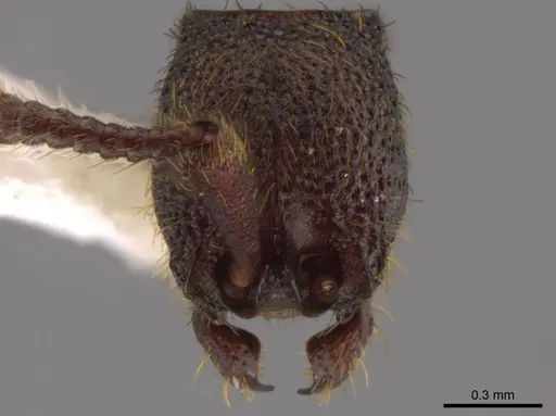 Syscia grandis specimen