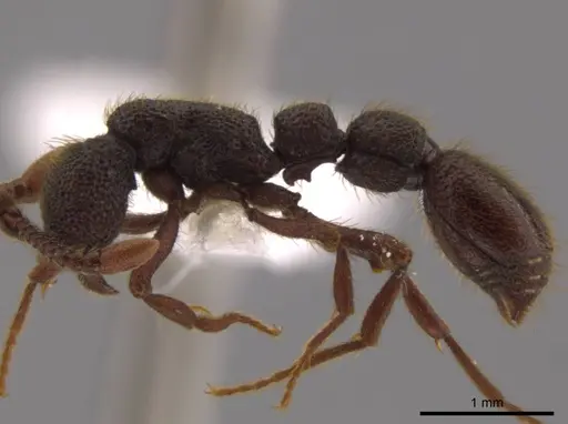 Syscia grandis - CASENT0612907