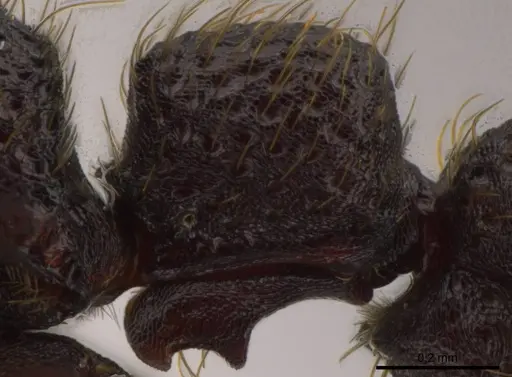 Syscia grandis - CASENT0612907