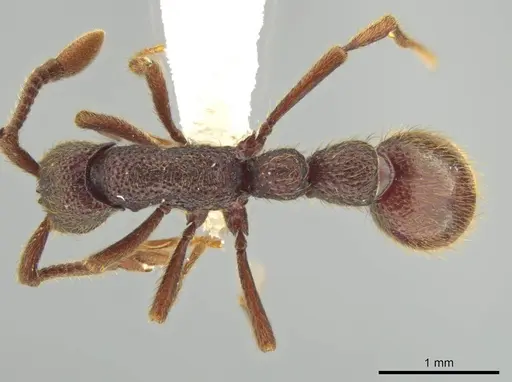 Syscia grandis - CASENT0644380