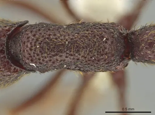 Syscia grandis - CASENT0644380