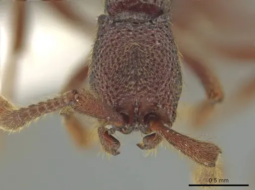 Syscia grandis - CASENT0644380