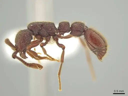 Syscia grandis - CASENT0644380