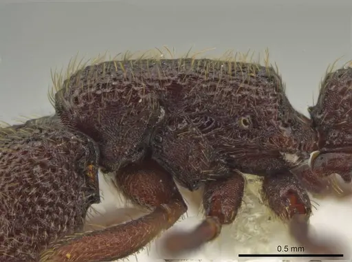 Syscia grandis - CASENT0644380