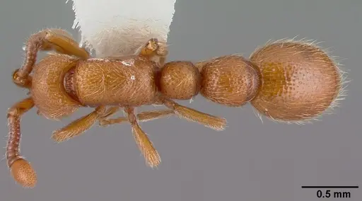 Syscia honduriana specimen