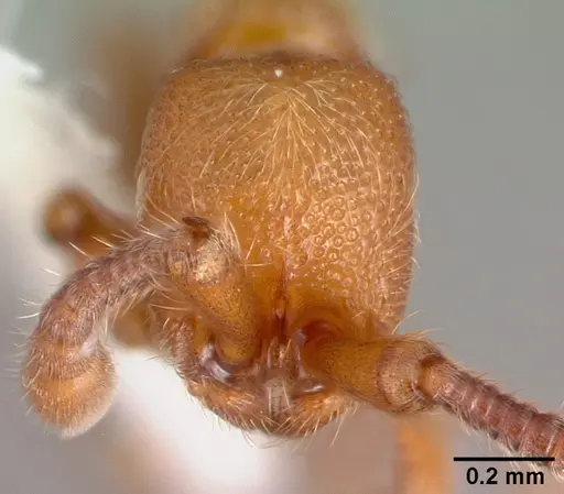 Syscia honduriana specimen