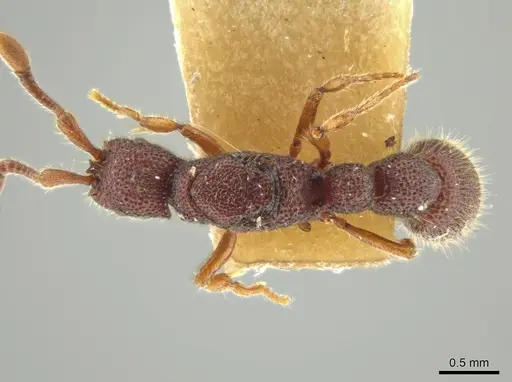 Syscia honduriana - USNMENT00921971