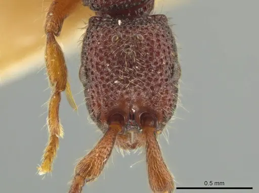 Syscia honduriana - USNMENT00921971