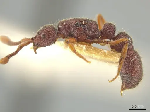 Syscia honduriana - USNMENT00921971