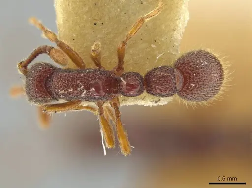 Syscia honduriana - USNMENT01126300