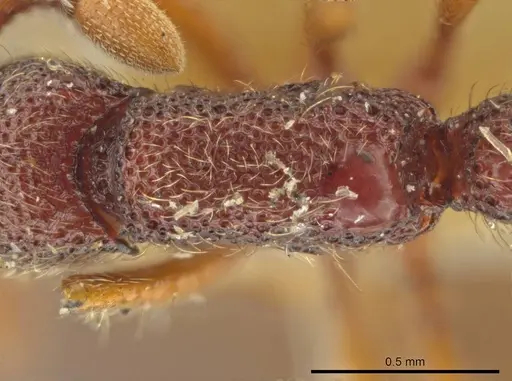 Syscia honduriana - USNMENT01126300