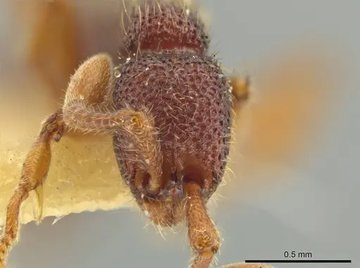 Syscia honduriana - USNMENT01126300