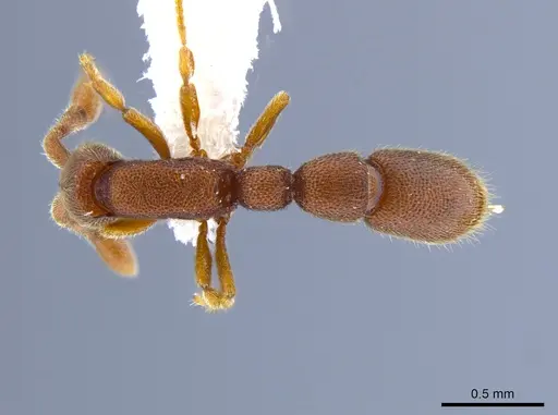 Syscia humicola specimen