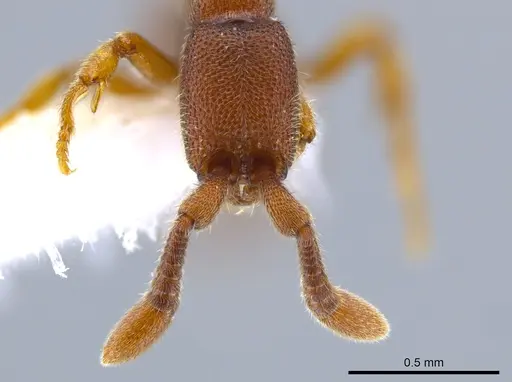 Syscia humicola specimen