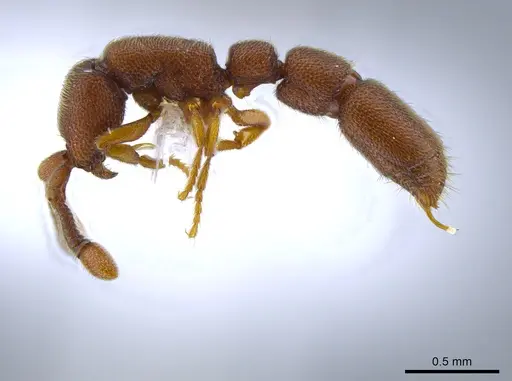 Syscia humicola specimen