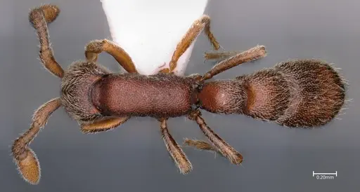 Syscia indica specimen