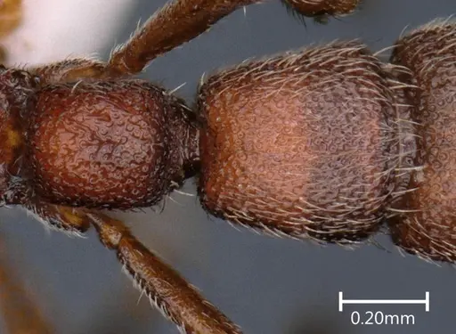 Syscia indica specimen