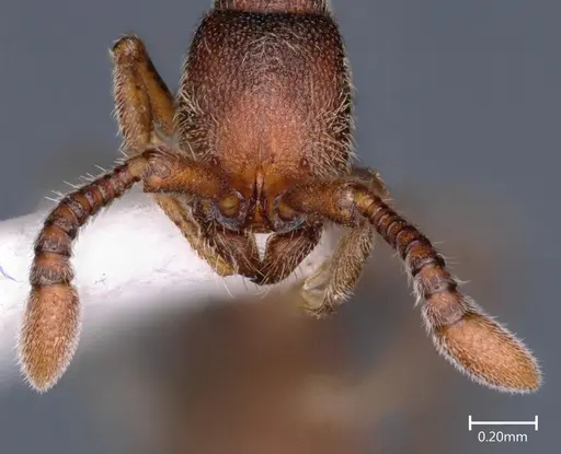 Syscia indica specimen