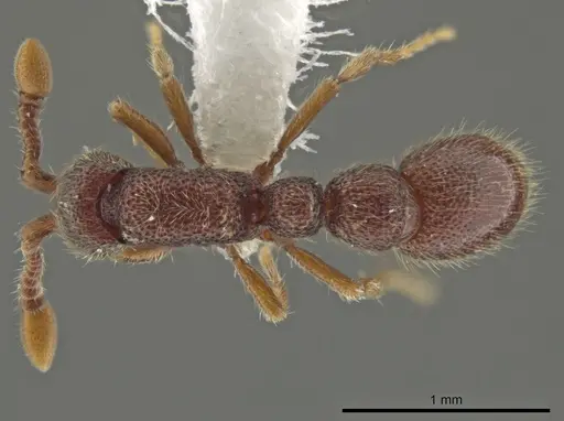 Syscia jennierussae specimen