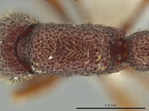 Syscia jennierussae specimen