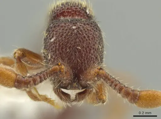 Syscia jennierussae specimen