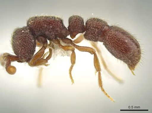 Syscia jennierussae - CASENT0609668