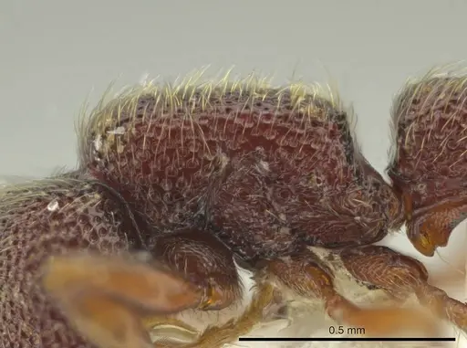 Syscia jennierussae - CASENT0609668