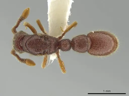 Syscia jennierussae - CASENT0644019