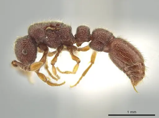 Syscia jennierussae - CASENT0644019