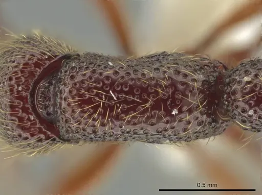 Syscia lacandona specimen