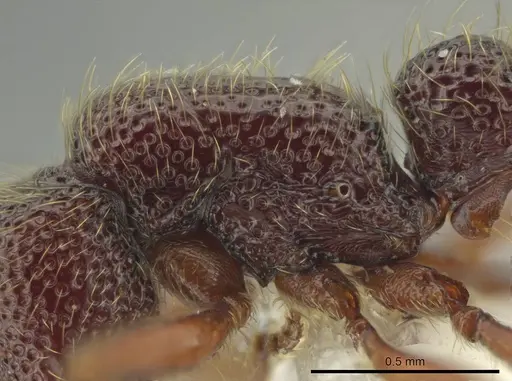 Syscia lacandona specimen