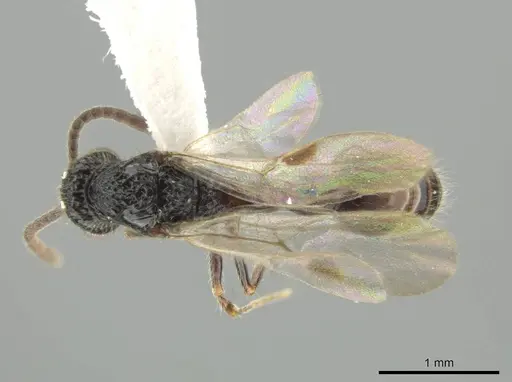 Syscia lacandona - CASENT0630837