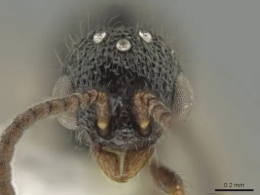 Syscia lacandona - CASENT0630837