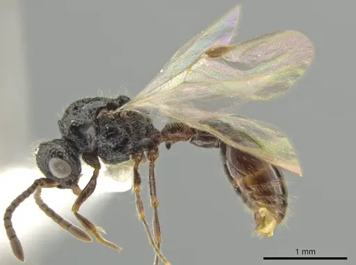 Syscia lacandona - CASENT0630837