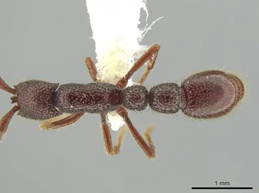 Syscia lacandona - CASENT0644513