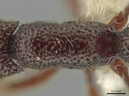 Syscia lacandona - CASENT0644513